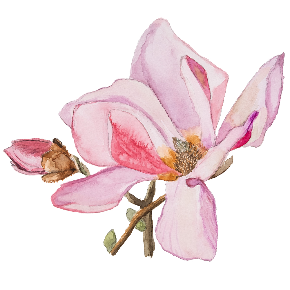 magnolia-akvarell